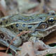Illustration for article titled Newly discovered species of frog has been hiding in NYC for years